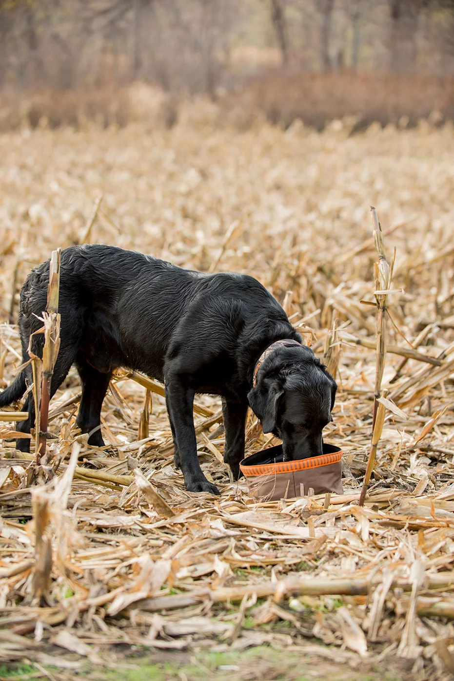 When you’re running a bird dog, hydration and food are keys for the animal.