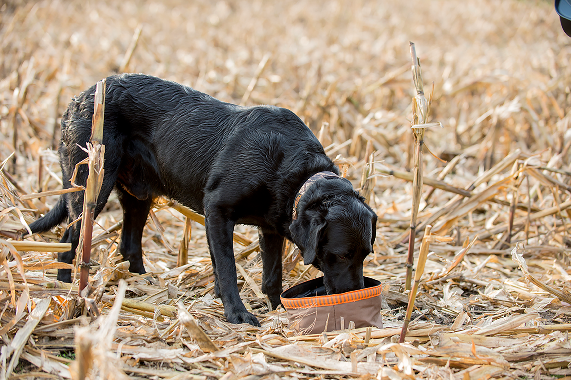 image-dog