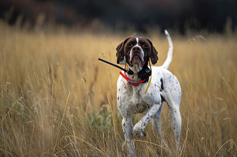 english pointer pointing