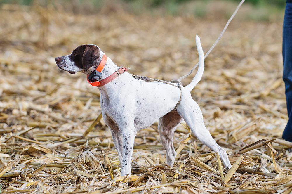 IN PRAISE OF ENGLISH POINTERS - Covey Rise Magazine