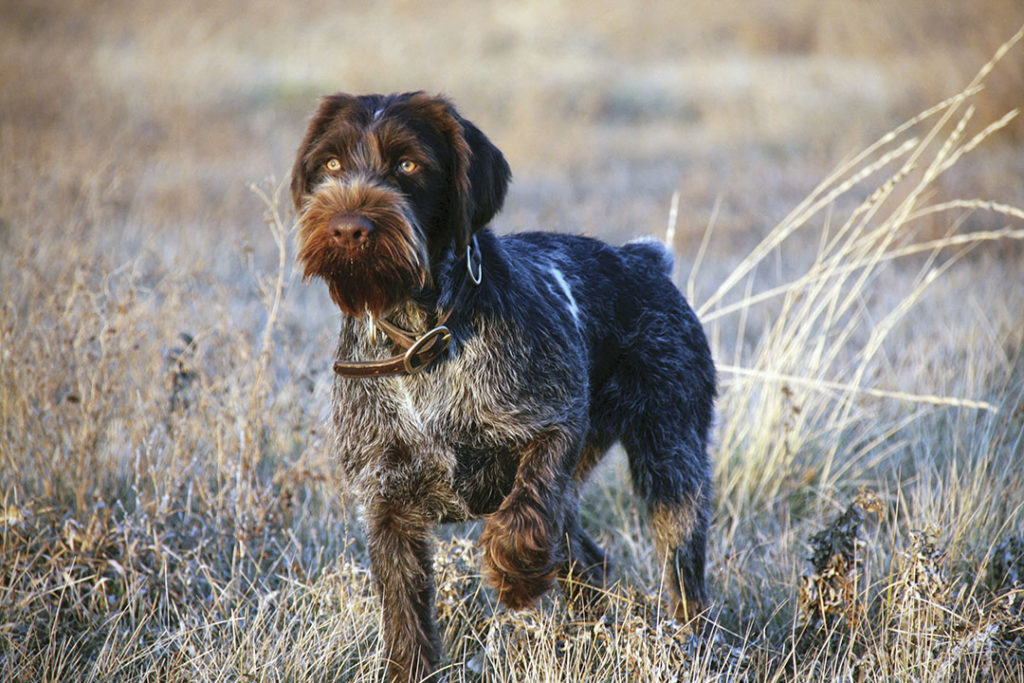BREED PROFILE: THE GERMAN WIREHAIRED POINTER - Covey Rise ...