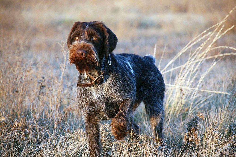 BREED PROFILE: THE GERMAN WIREHAIRED POINTER | Covey Rise Magazine