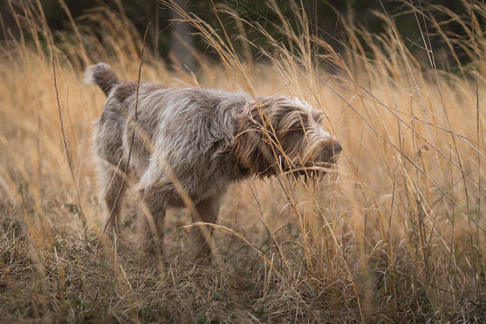 spinone hunting dog